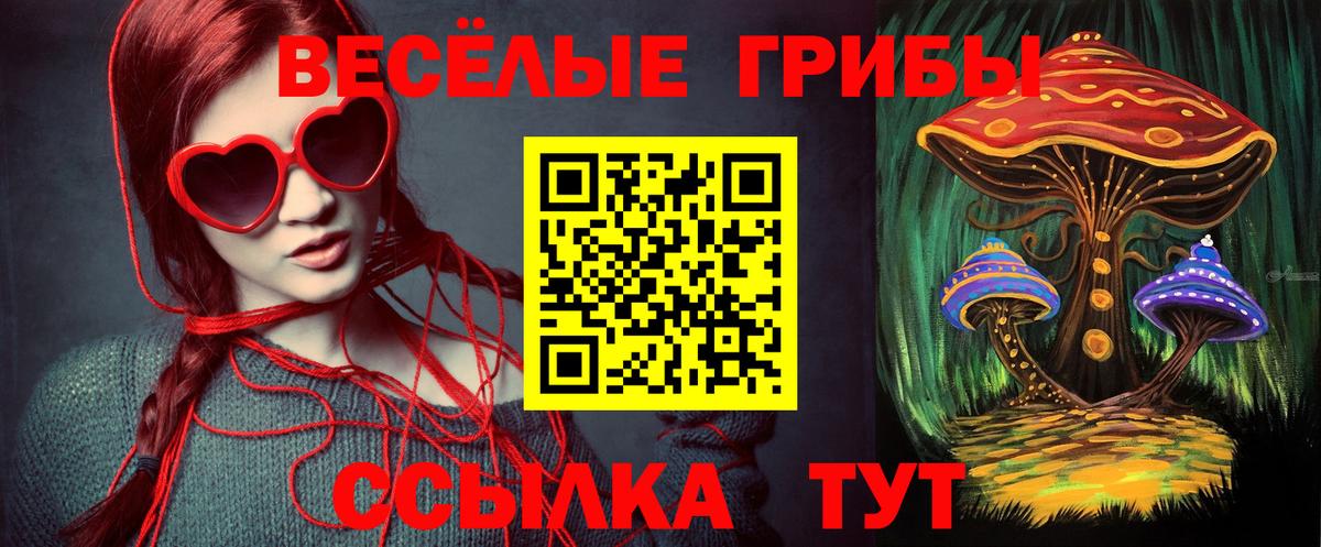 Псилоцибиновые грибы Psilocybine cubensis  Кингисепп 